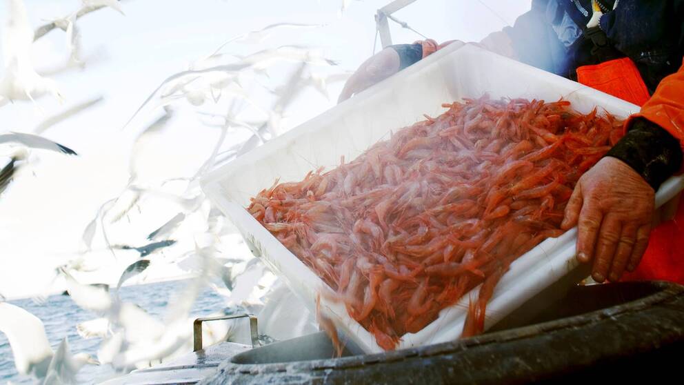 ”Matproducerande platser som man nu ska hälla ut gift på” – starta klippet för att se  yrkesfiskarnas hur starkt branschorganet reagerar på planerna om dumpning vid Vinga.