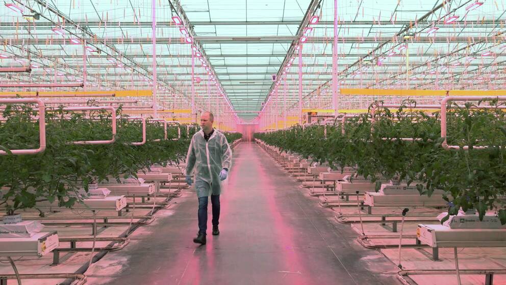 Platschefen på tomatodlingen med tomatplantor i växthuset.
