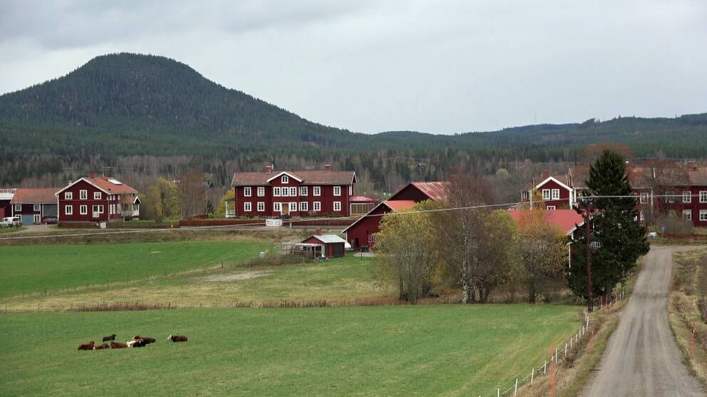 röda gamla gårdar i en by, gröna ängar med kor, en grusväg som leder fram till gårdarna, i bakgrunden ett skogsbeklätt berg.