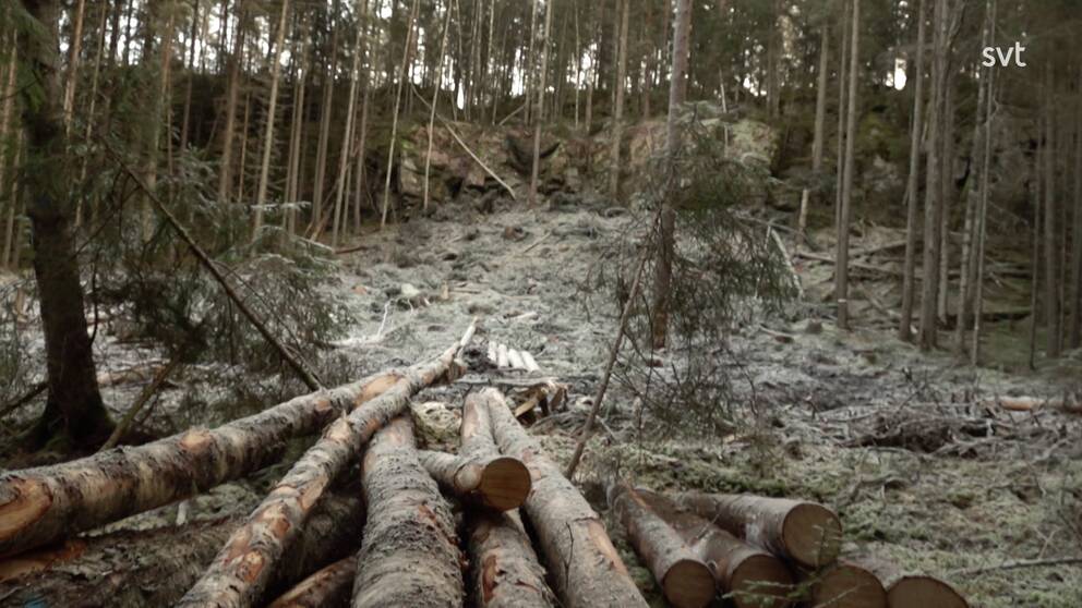 Skog och nedhuggna träd i skogsområde i Eda kommun i Värmland