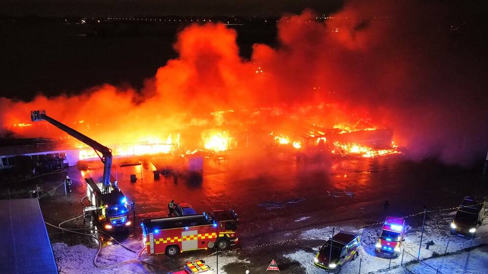 Flera djur befaras ha dött i branden i djurbutiken. Ett stort antal brandmän är på plats.