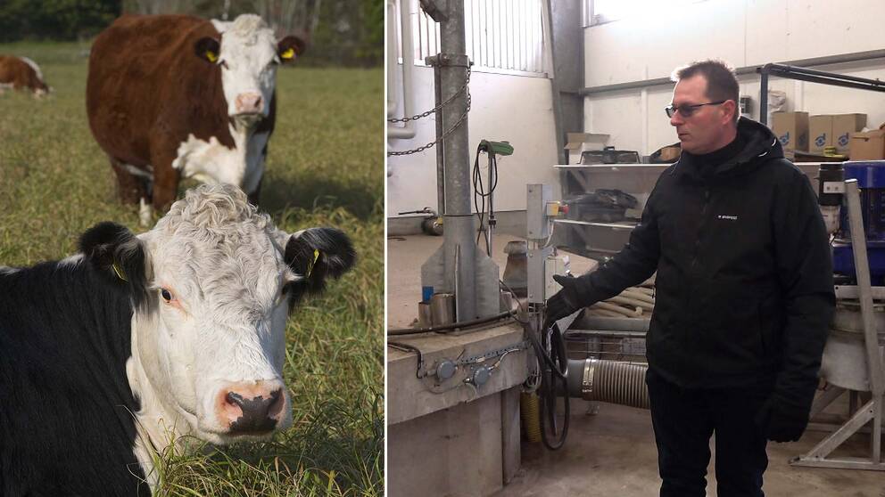 Till vänster: Två kossor på bete. Till höger: Lars Paulsson pekar på mottagningstanken där gödslet kommer in till biogasanläggningen.