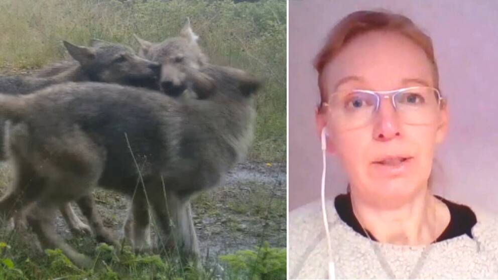 I Brängenreviret i Mullsjö kommun har sju valpar bekräftats. Trots ökningen av vargar har inga bekräftade angrepp på tamdjur inträffat i Jönköpings län det senaste året, enligt rovdjurshandläggaren Linda Andersson på länsstyrelsen.