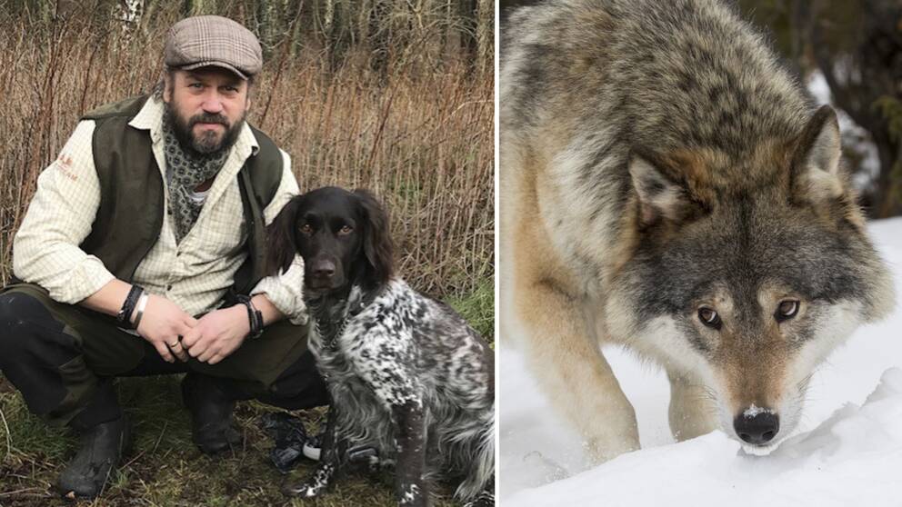 – Får vi en vargföryngring får man tänka till extra om man rör sig med hund i de områdena, säger Magnus Stolpe, ordförande i Svenska jägareförbundet i Halland.
