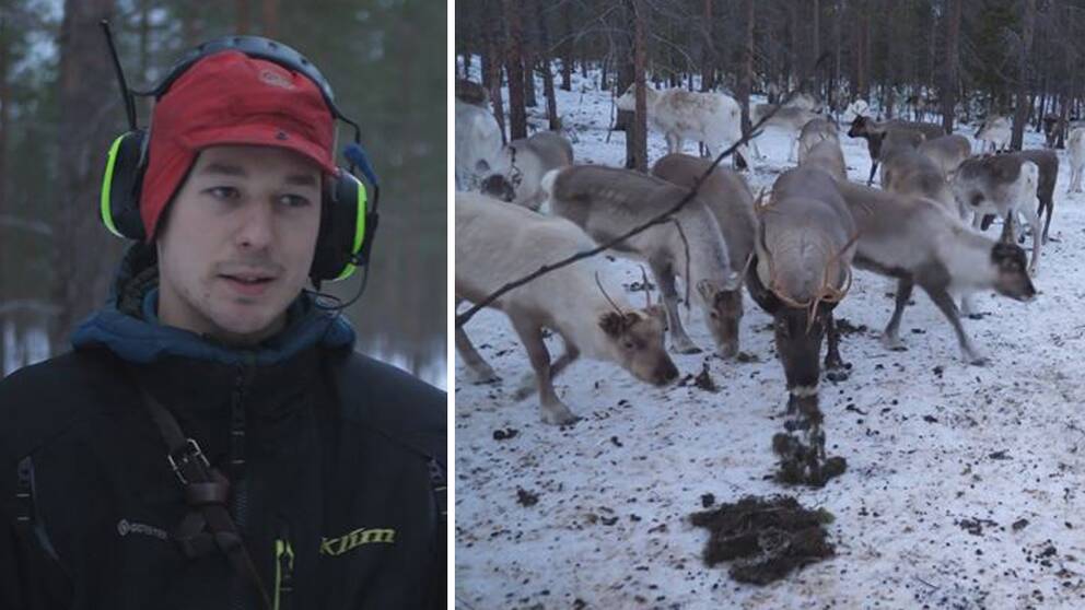 Daniel kunde inte tro det var sant när telefonen ringde. En för honom okänd person ville skänka honom alla sina renar.