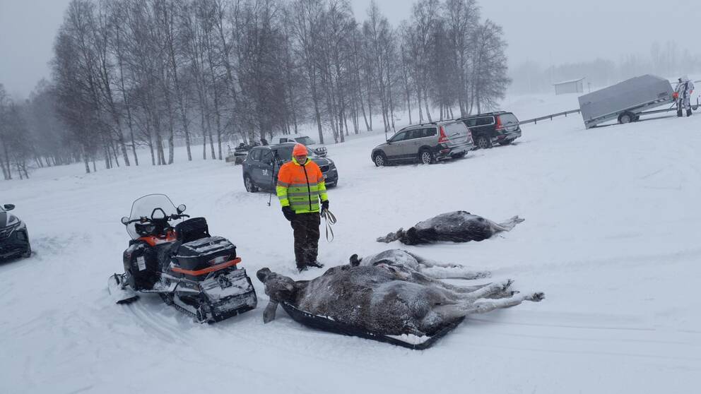 Tre döda älgar ligger i snön. På bilden syns även en skoter och en man i varselkläder.
