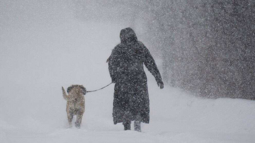 Person går med en hund i kraftigt snöfall.