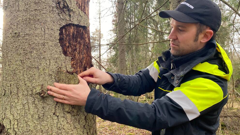 Skogskonsulenten Mattias Engman står vid en död gran och karvar bort bark.