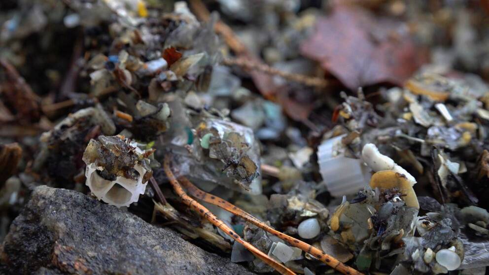 Närbild på plastbilar på en strand. Vi ser tallbarr och nedbrutna lövbitar blandat med kugghjulsformade och linsformade plastbitar.