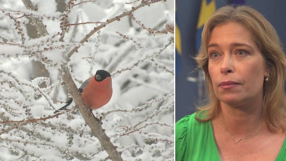 Delad bild. Till vänster en domherre i en snöklädd buske. Till höger en blond kvinna med grön blus.