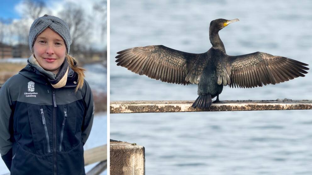 Tvådelad bild. Porträtt på en kvinna till vänster och bild på en svart fågel med ubredda vingar till höger.