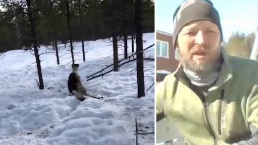 Varning för starka bilder: Här hittas renen i skogen efter att den utsatts för djurplågeri.