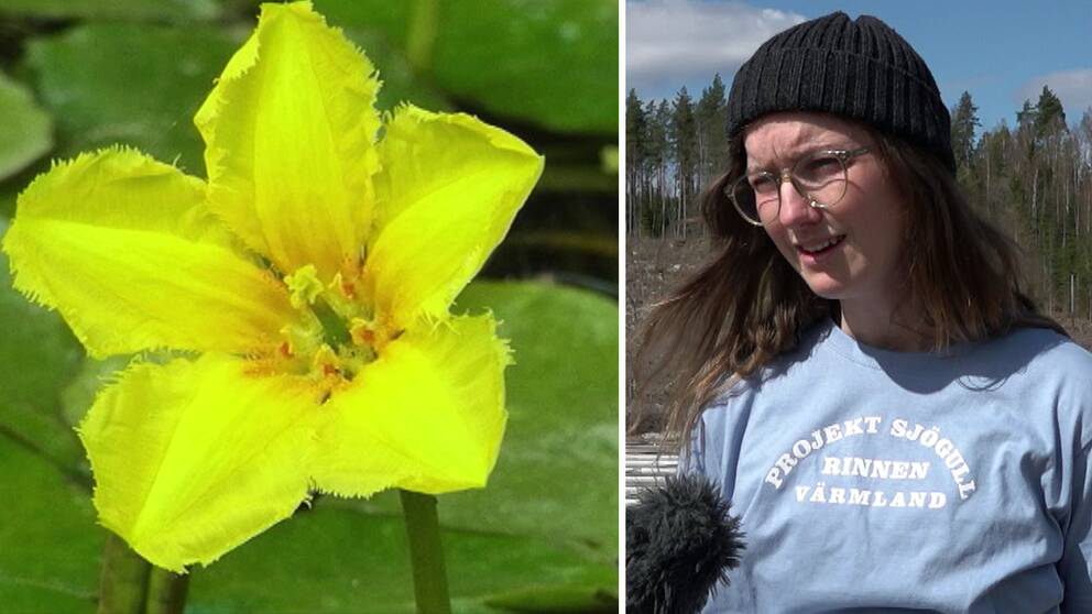 Amanda Jarefjäll, natur- och vattenstrateg på Kils kommun.