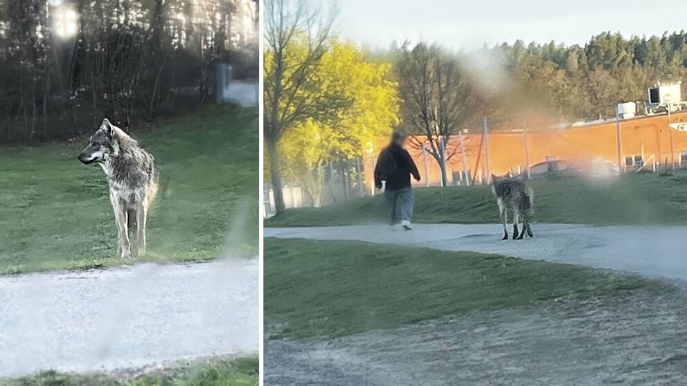 Annika Nielsen stötte på vargen tidigt under måndagen. På hennes bilder ses den bland annat följa efter en fotgängare.