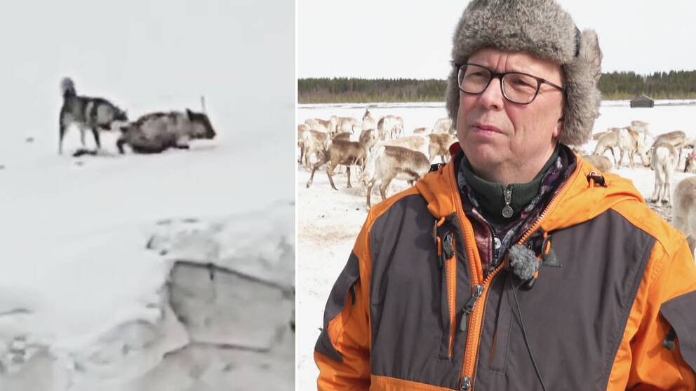 stillbild från film där en hund biter en ren som kravlar i snön, samt närbild på Johnny Lantto – en man med glasögon och pälsmössa med betande renar i bakgrunden