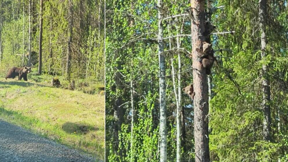 Till vänster syns tre björnungar i ett träd. Till höger går mamma björn in i skogen.