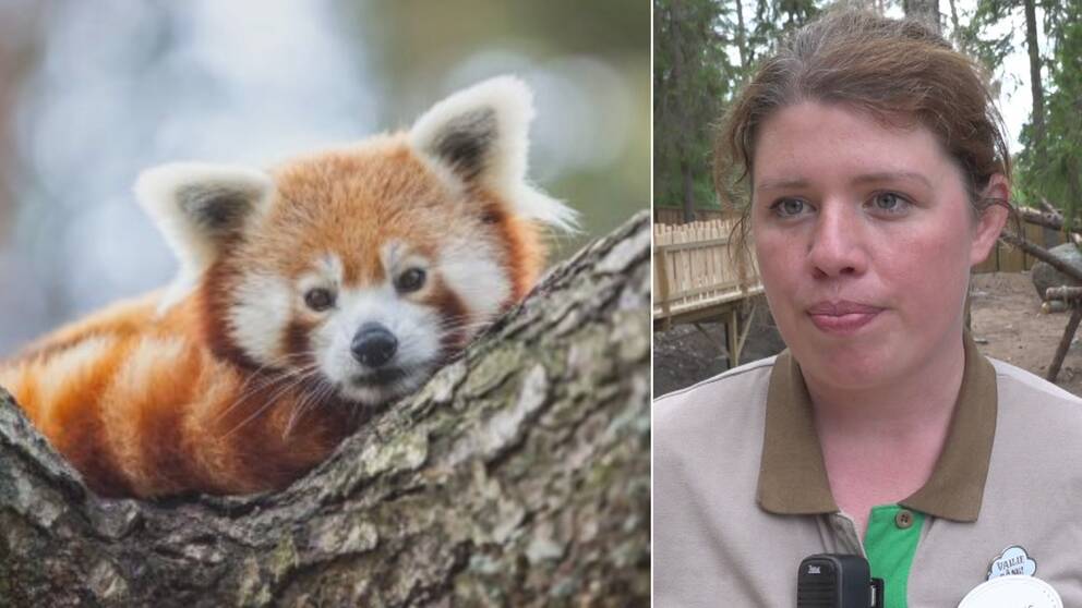 Tvådelad bild. En röd panda i ett träd. Den har spetsiga öron, vitt ansikte och ränder i olika röda nyanser. Porträtt kvinna i djurpark.