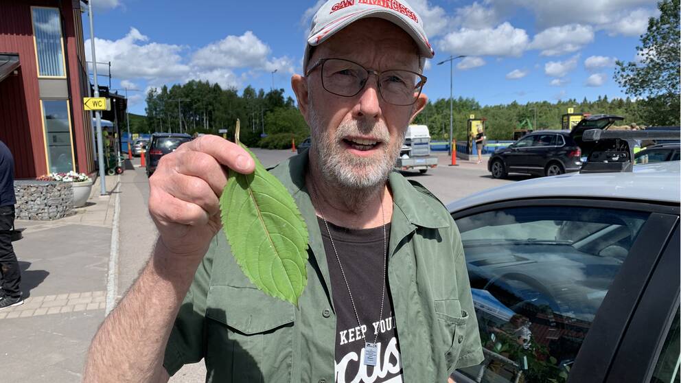 En man håller upp ett blad av den invasiva arten jättebalsamin