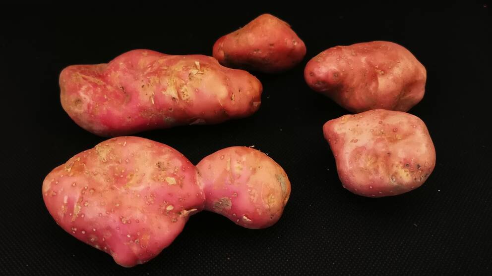 Potatisar som utsatts för misstänkt angrepp av bekämpningsmedel med pyralid.