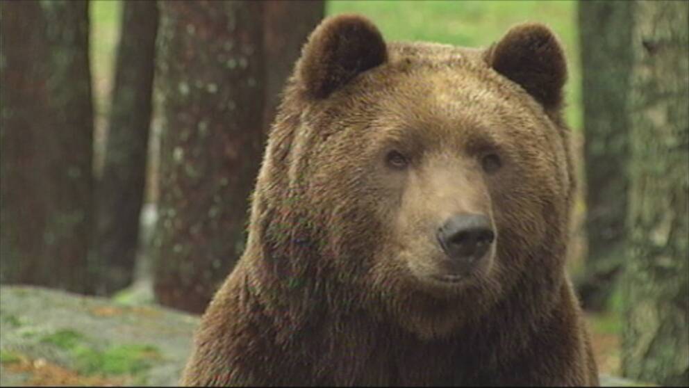 Fler björnar får fällas i nordligaste länen.