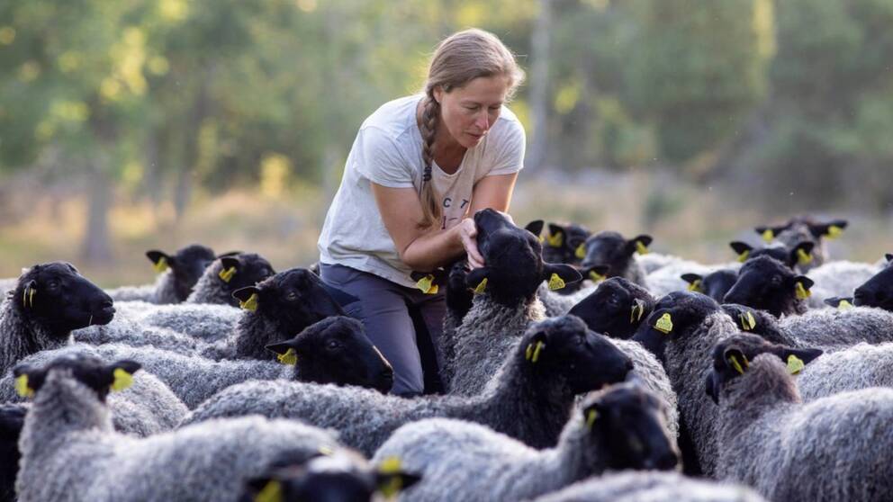 Kvinnlig fårbonde som står i flock med mörka får.