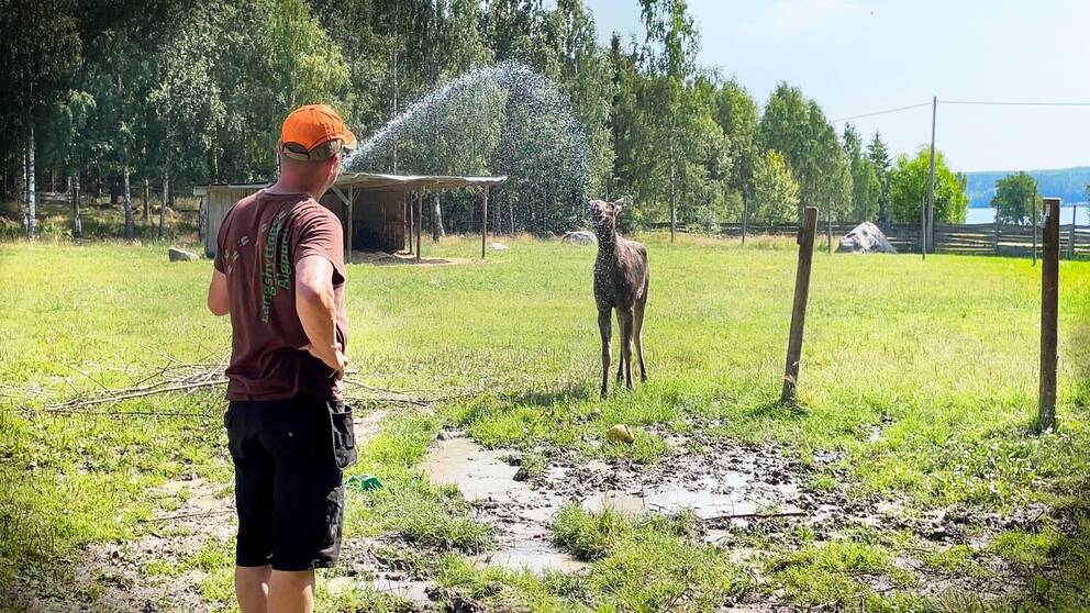En man står med en vattenslang och sprutar på en älg.