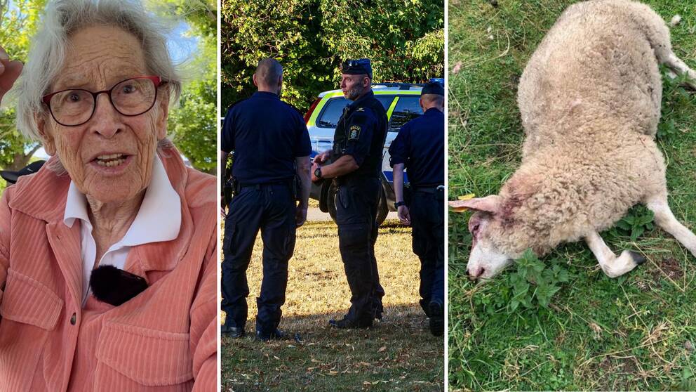 Tre bilder: en på Karin, en på några poliser och den tredje på ett dött får som ligger på marken.