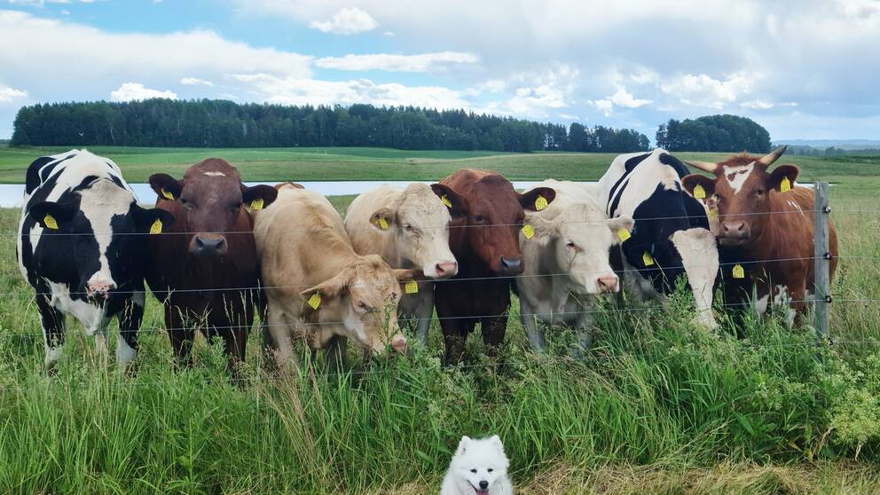 åtta kor i olika färger på en hage med en vit hund som sitter framför dem på andra sidan stängslet.