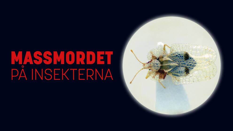 Dokument utifrån: Massmordet på insekterna Fransk dokumentär från 2022.