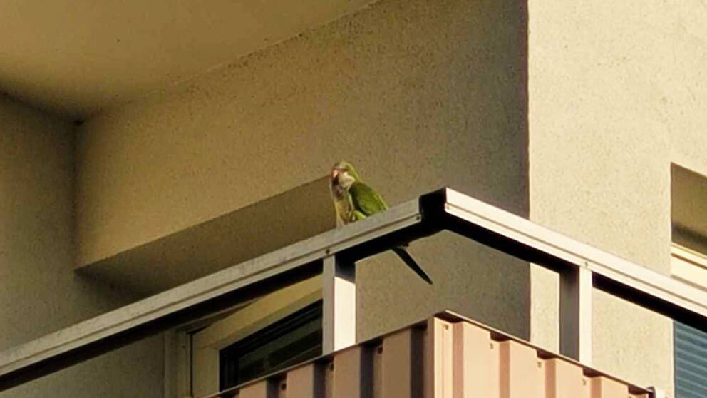 Här är papegojan som är på rymmen i Svedala och fått stor uppmärksamhet i lokala grupper på sociala medier.