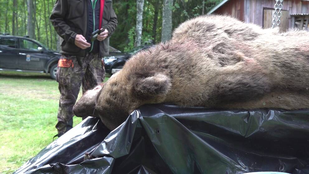 En död björn ligger på en bänk täckt med svar plast.