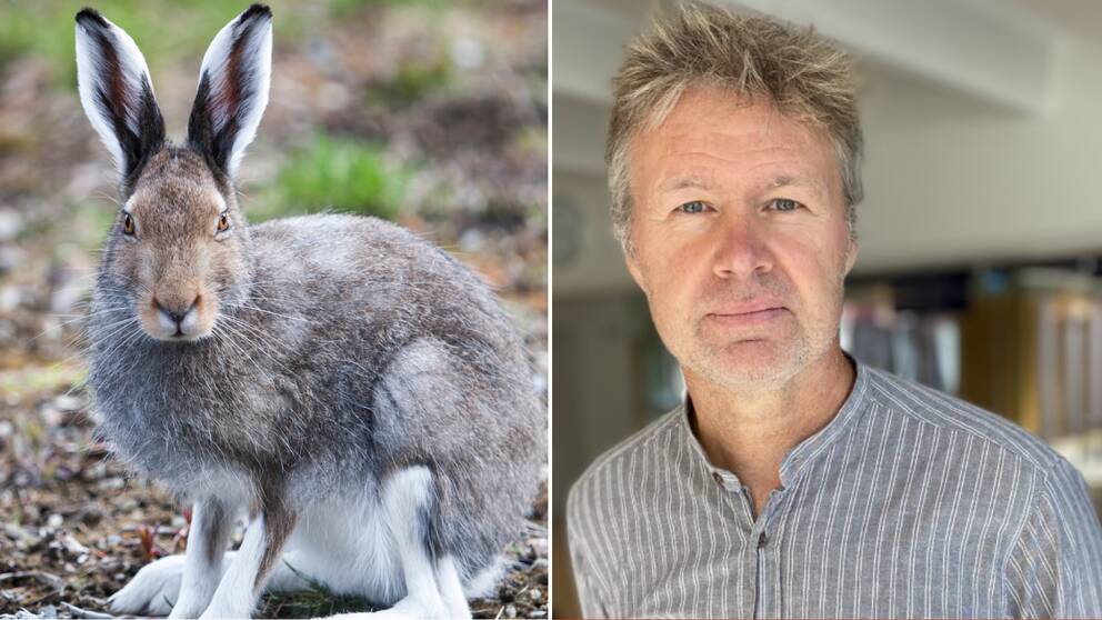 Splitbild på en hare och smittskyddsläkare i västerbotten Stephan Stenmark