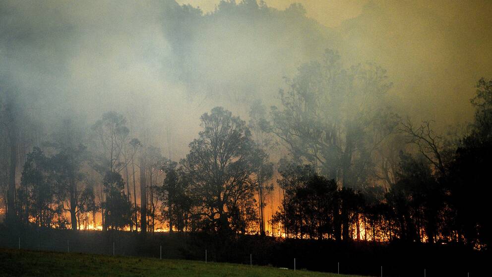 En skogsbrand i Bodalla, New South Wales i Australien. 3 000 hem förstördes.