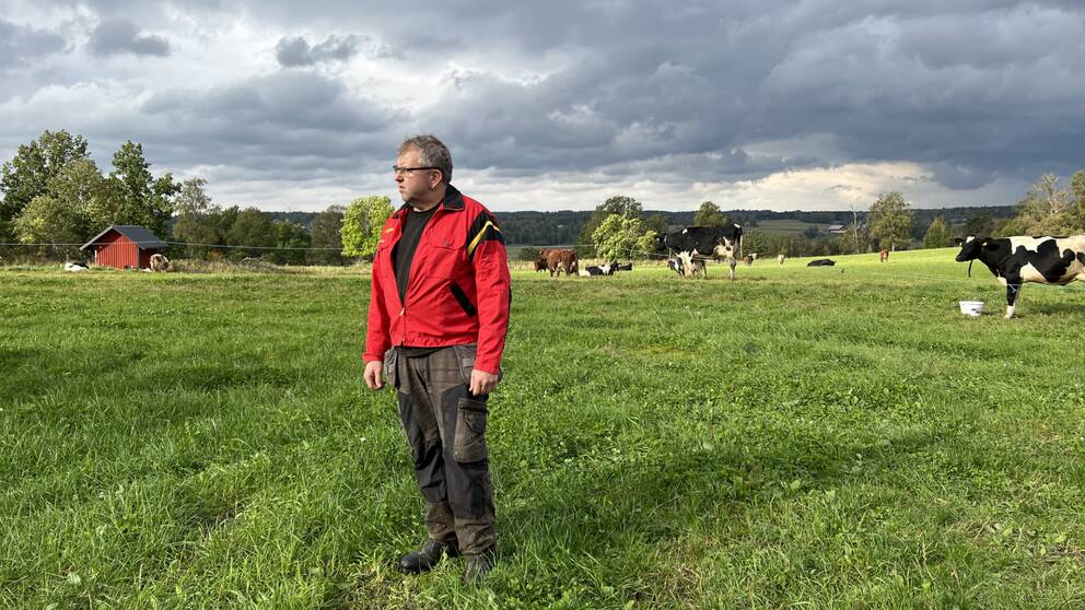 En lantbrukare står ute på en äng med kor i bakgrunden.