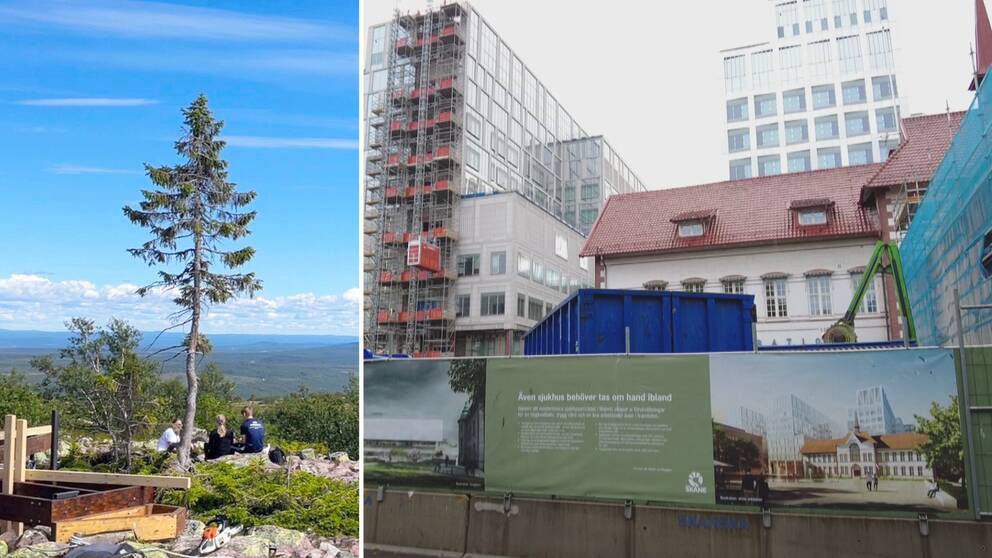 ett jättegammalt träd som står på Fulufjället i Dalarna, som kallas Old Tjikko. Och till höger är en annan bild från bygget av Malmö nya sjukhus.