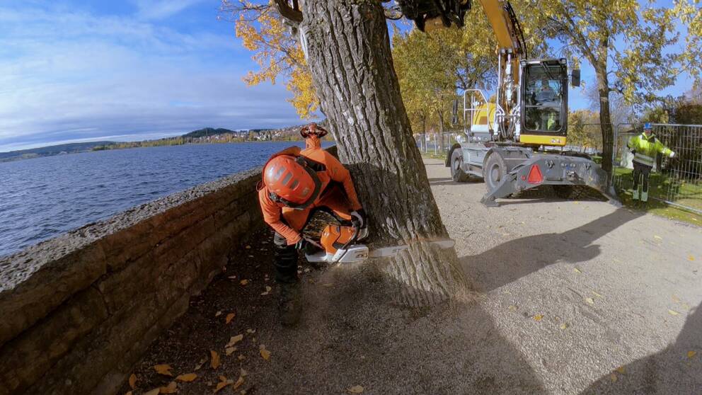 Man med orangea skyddskläder och motorsåg sågar ner ett träd. I bakgrunden vatten och en kranbil.