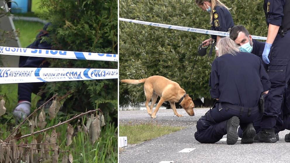 Mord i bostadsområde utanför Sundsvall. Till vänster bild på en polis som undersöker något bakom en buske. Till höger bild på fyra poliser som undersöker ett avspärrat område, en av dem har med sig en ljus labrador-liknande hund.