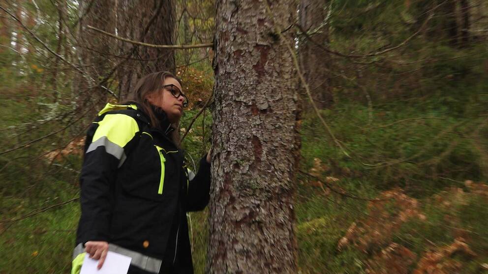 Monica Pettersson på Skogsstyrelsen i Örebro inspekterar en gran som är angripen av granbarkborre.
