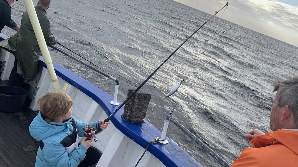 Flicka fiskar sill från en båt i Öresund mellan Helsingborg och Helsingör.