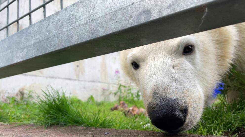 En isbjörn tittar fram under ett stängsel