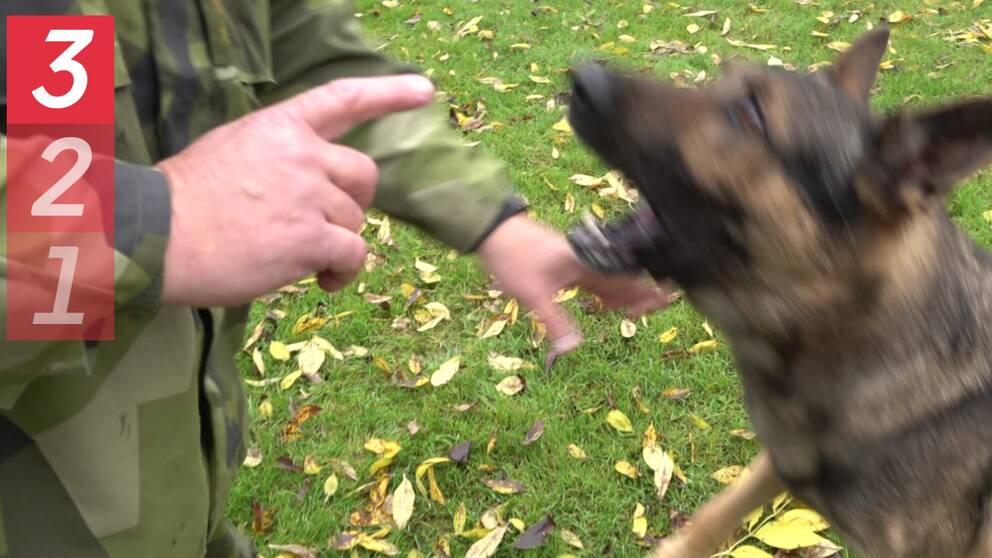 hund med öppen mun