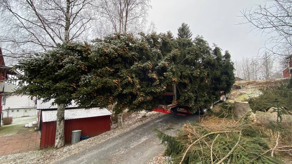 Julgranen som ska stå på Stortorget i Östersund ligger på en lastbil