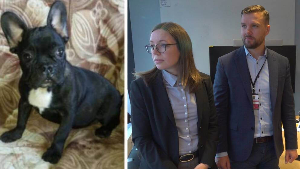 Bild på en liten hund och två personer i kostymer. Personerna är kammaråklagare Jon Lindahl och åklagaren Ellinor Nilsson som driver den stora rättegången mot hundsmugglarna vid Halmstads tingsrätt.