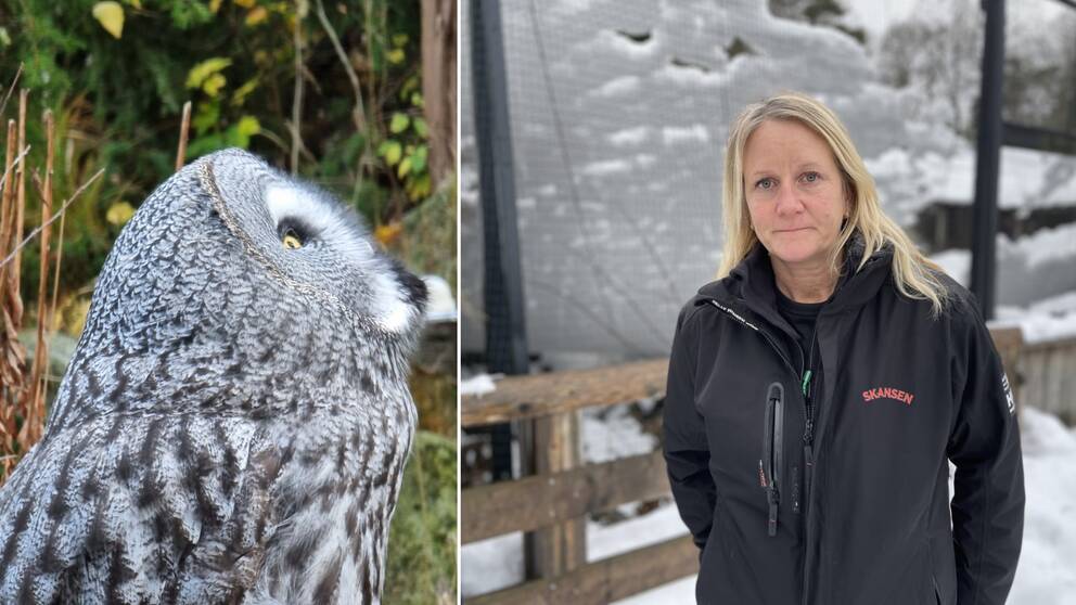 Lappuggla fotad på Skansen under hösten, till höger chef för djurvårdarenheten Linda Törngren utanför ugglornas inhägnad som förstörts av den tunga och blöta snön.