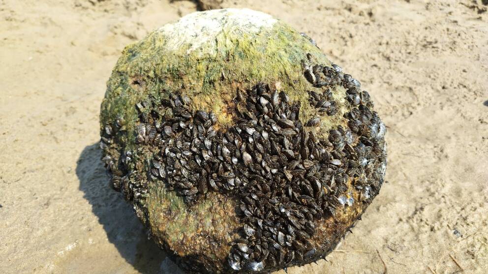 Den invasiva arten vandrarmusslan på en sten på en strand.
