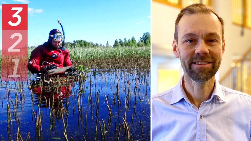Miljömålssamordnaren Jörgen Naalisvaara berättar för SVT om några av de hundra miljösatsningarna som har gjorts i Norrbotten. På bilden syns också en dykare som arbetar med invasiva arter.