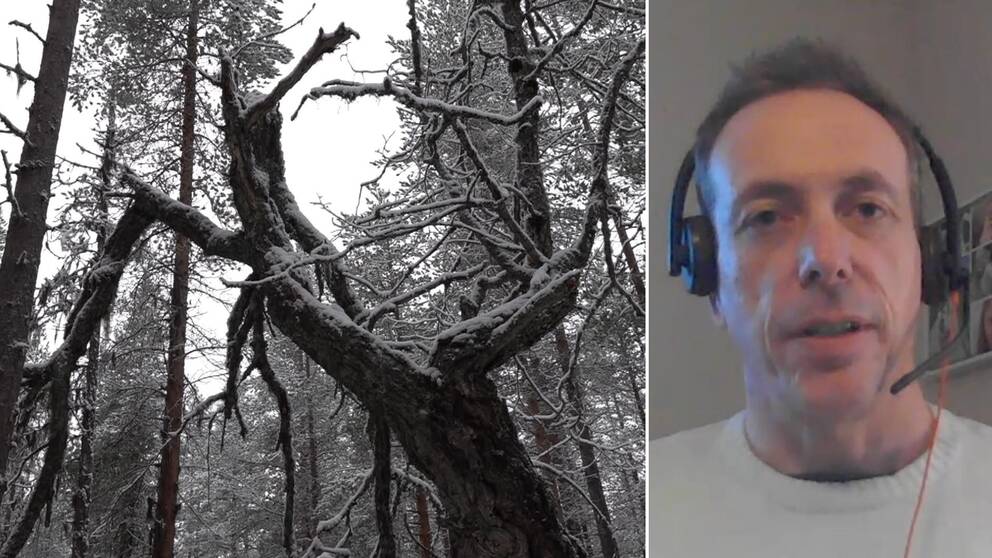 Till vänster: bild på snöigt träd i skogen. Till höger: Bild på Jimmy Nilsson, miljömålssamordnare på Länsstyrelsen i Jämtland, när han sitter med ett headset och kommenterar faktumet att länet inte verkar nå ett enda miljömål.
