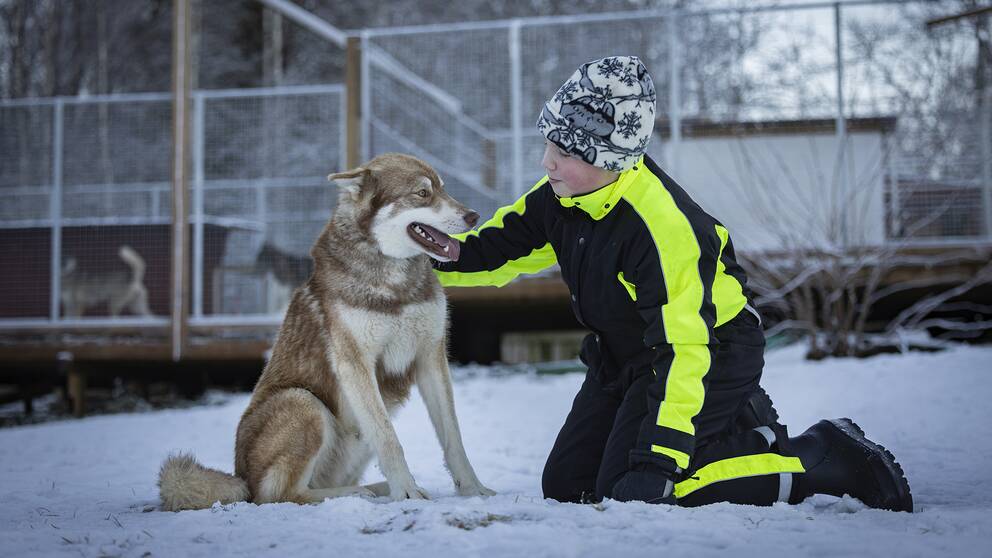 Siberian huskyn Cáppis räddade Alve, 12, när de både gick genom isen. Nu tilldelas Cáppis priset som årets bragdhund 2022. då båda visas på bilden.