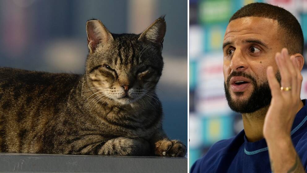 Kyle Walker har lovat att adoptera en hemlös katt om England vinner VM-guld. Katten på bilden, som är från Qatar, har nödvändigtvis inget med artikeln att göra.