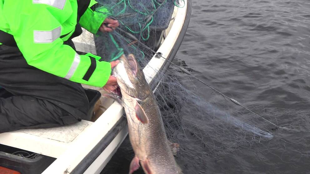 I somras fångades en rekordstor kanadaröding i Ånnsjön. Nu är den åldersbestämd. Fisken på bilden är inte den fisken.